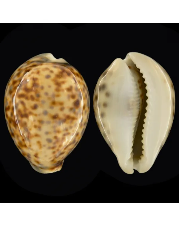 Cypraea Tigris Tigris
