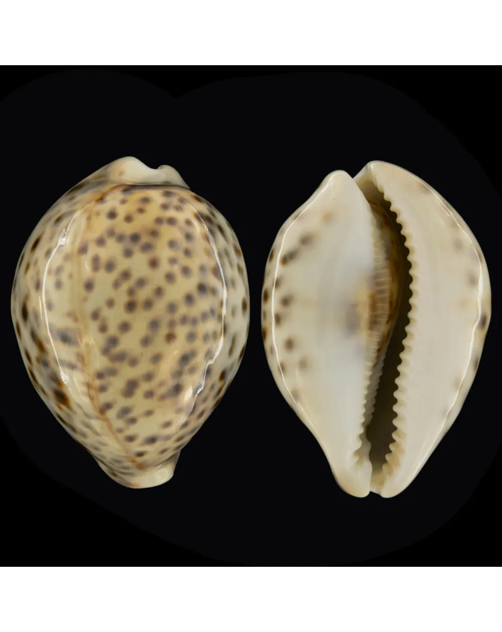 Cypraea Tigris Tigris