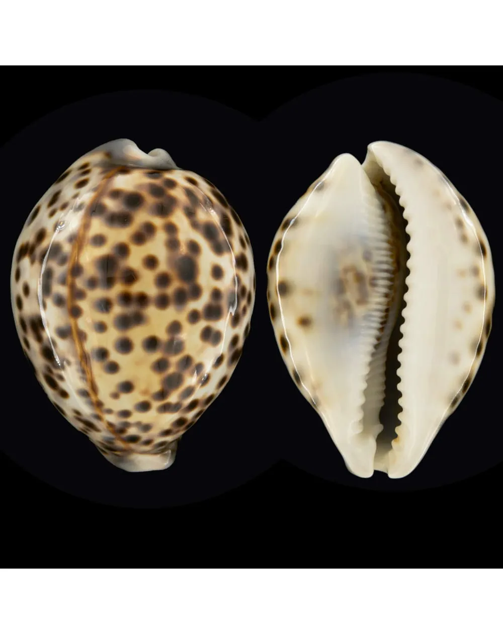 Cypraea Tigris Tigris