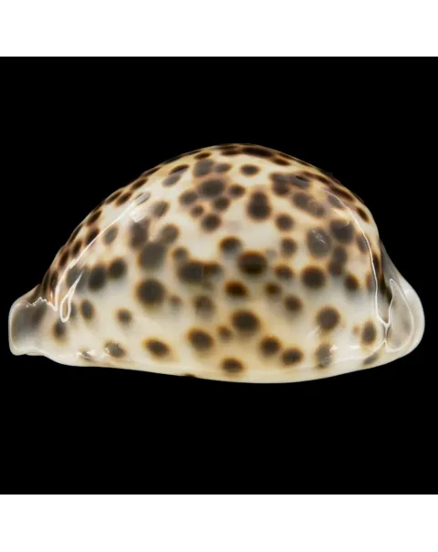 Cypraea Tigris Tigris