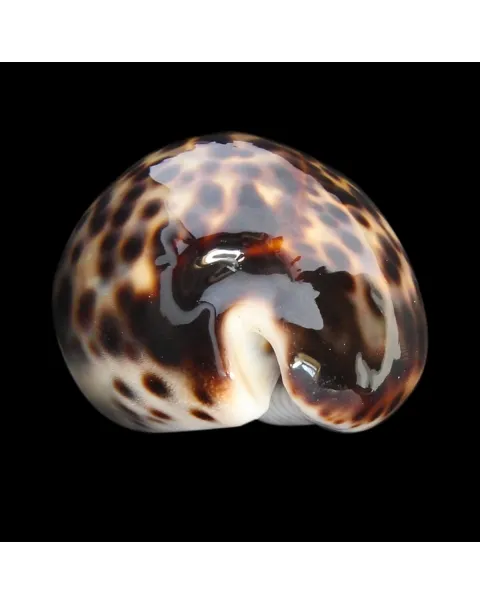 Cypraea Tigris 