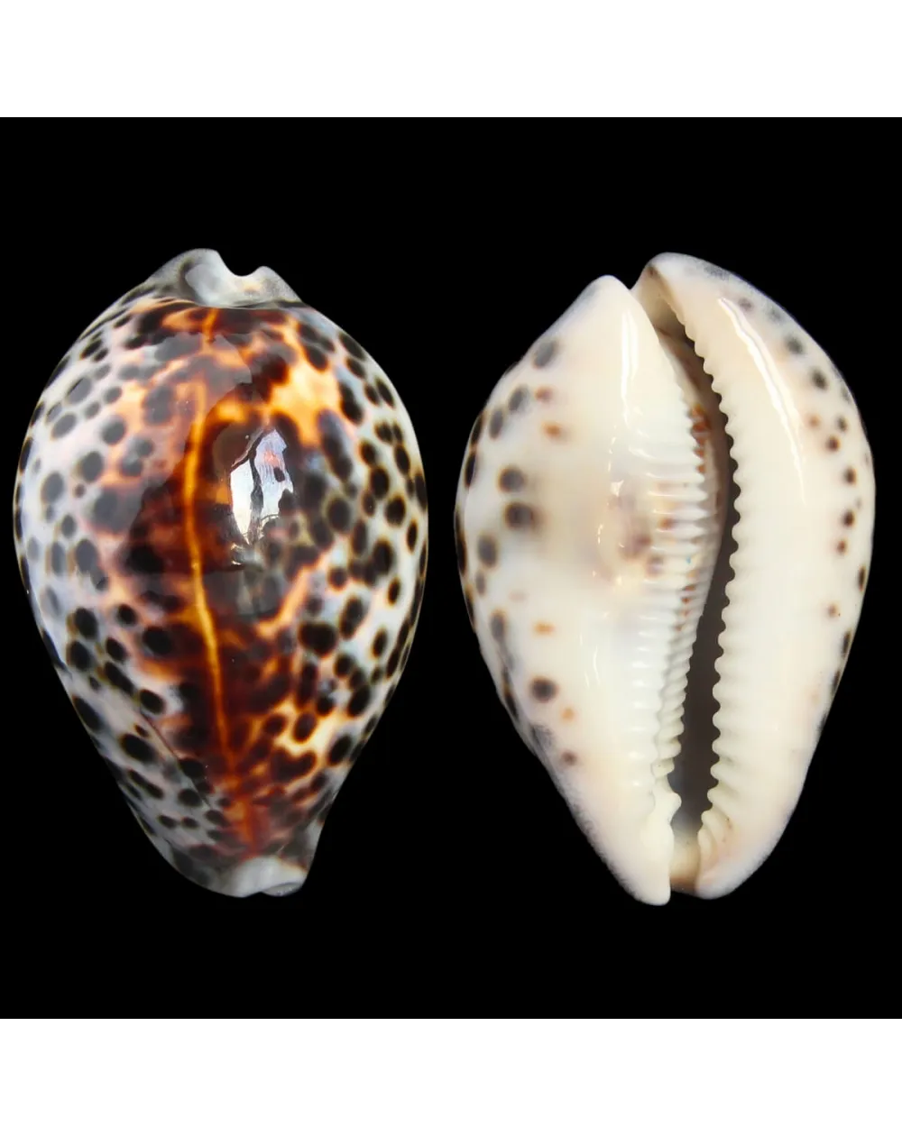 Cypraea Tigris 