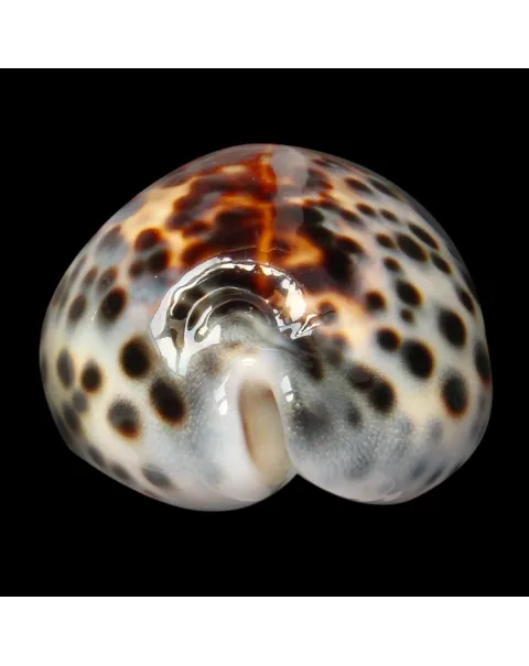 Cypraea Tigris 