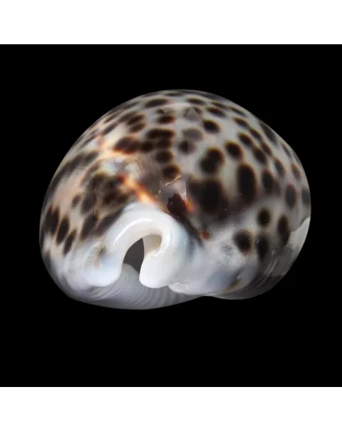 Cypraea Tigris 