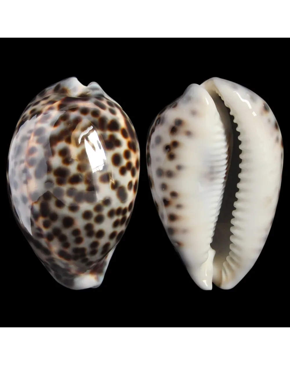 Cypraea Tigris 