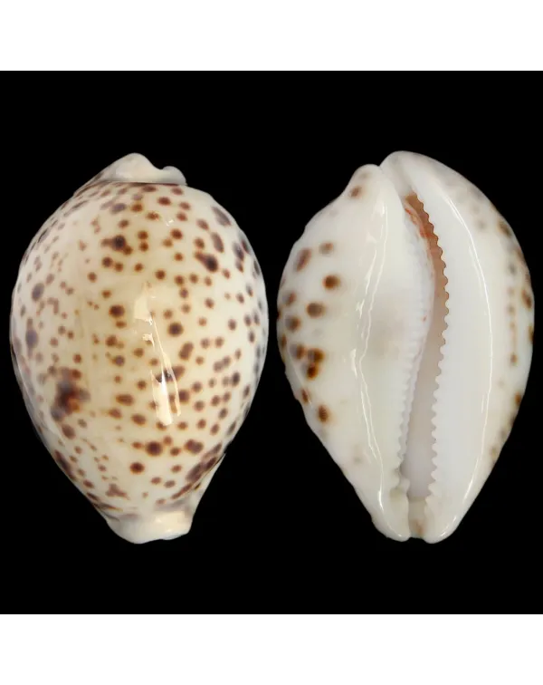 Cypraea Tigris "White Base"