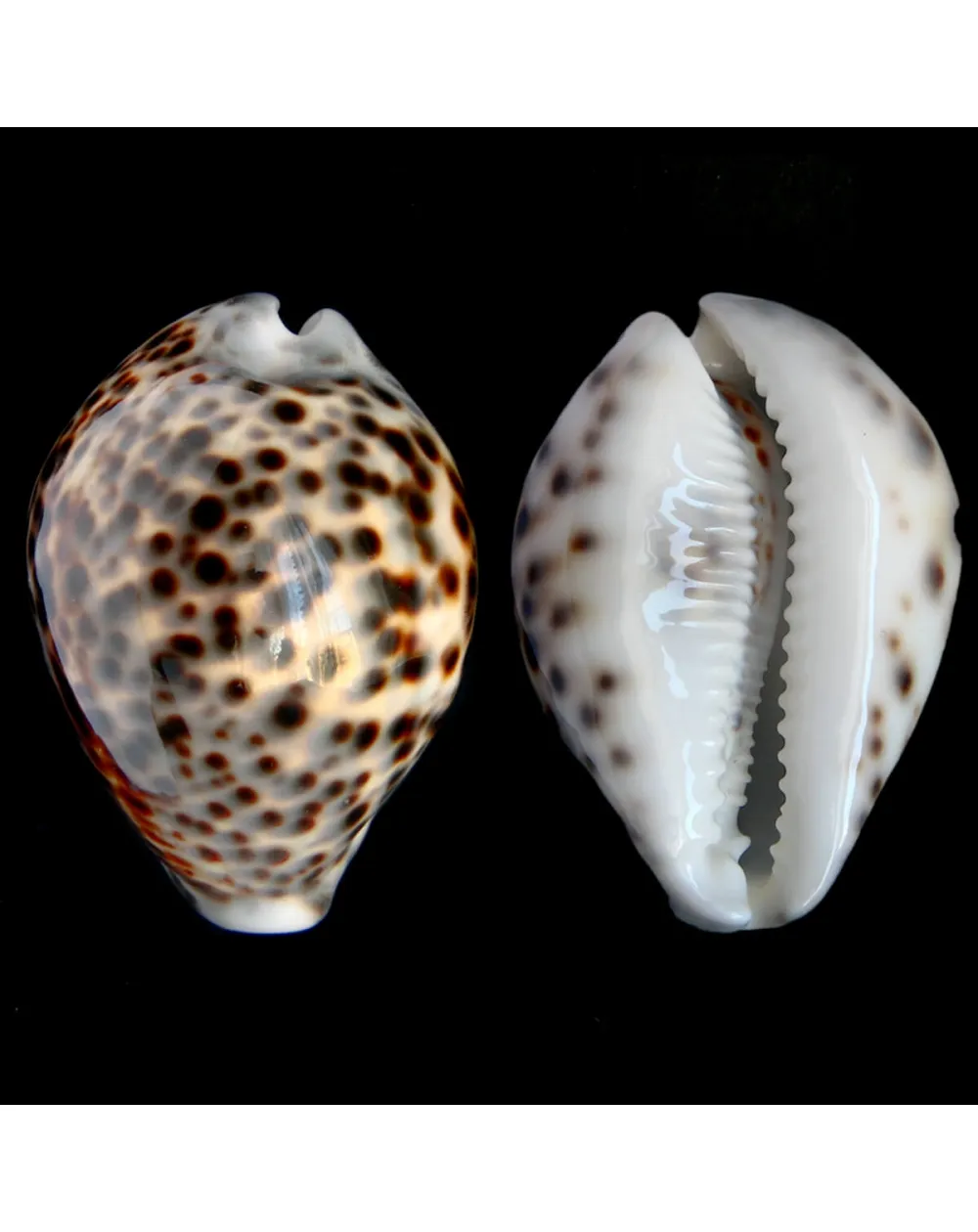 Cypraea Tigris 