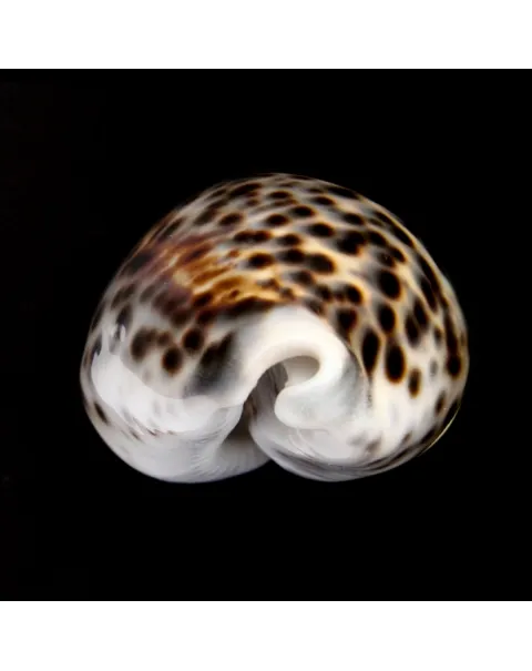 Cypraea Tigris 