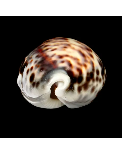 Cypraea Tigris "heavy"