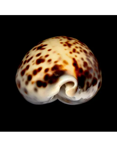 Cypraea Tigris 