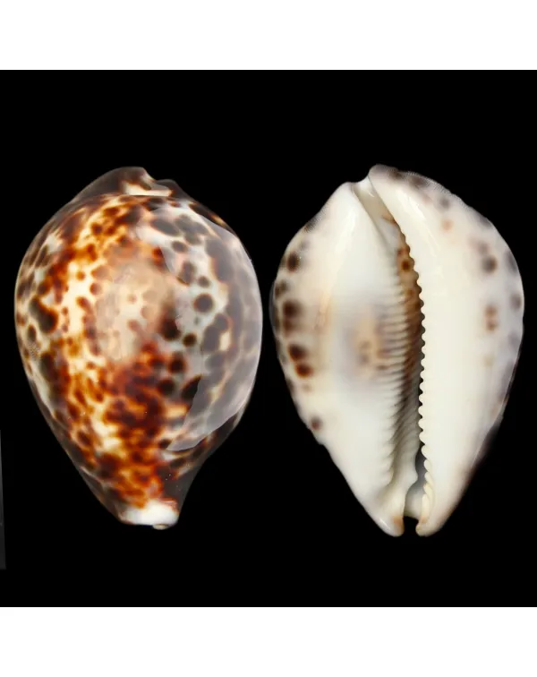 Cypraea Tigris 
