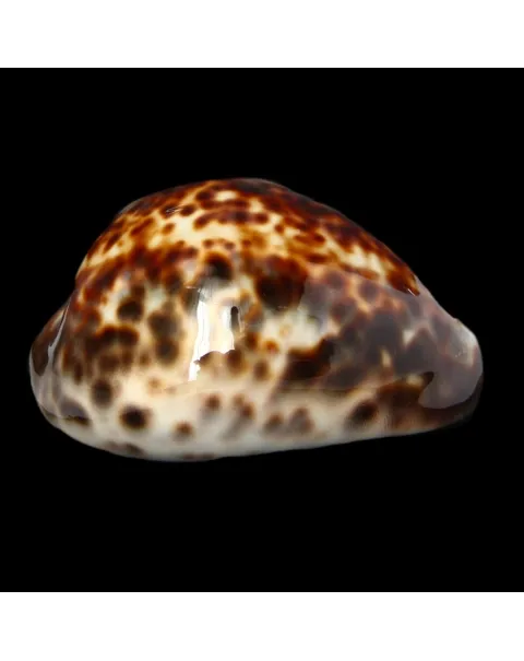 Cypraea Tigris 