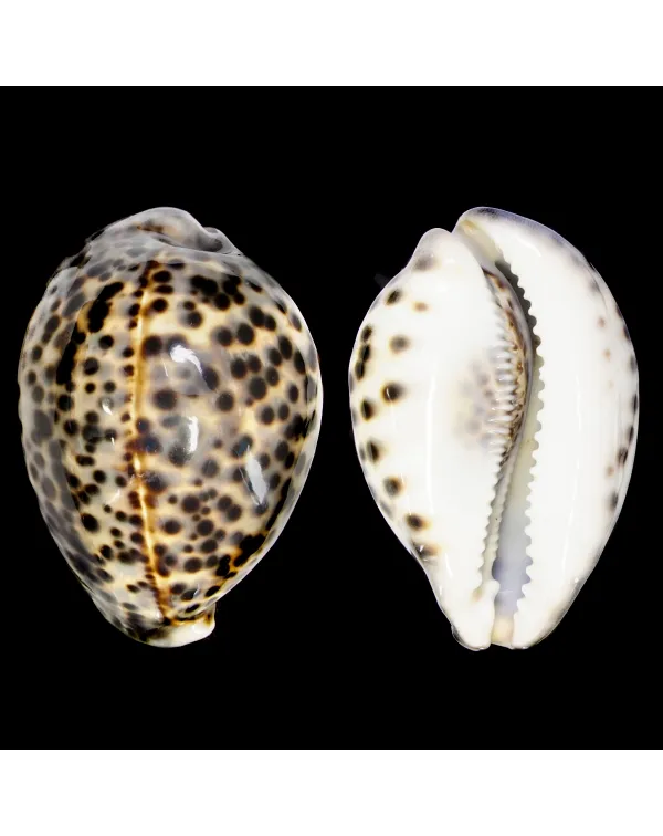 Cypraea Tigris