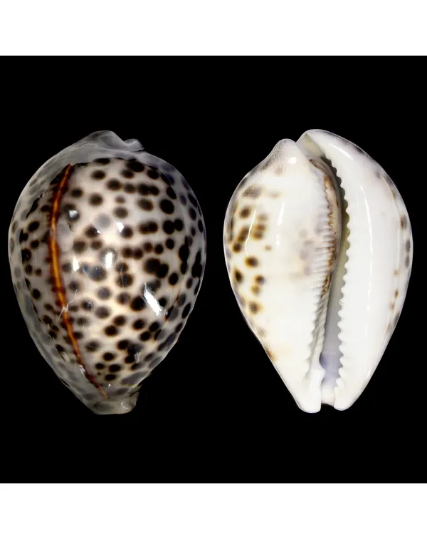 Cypraea Tigris