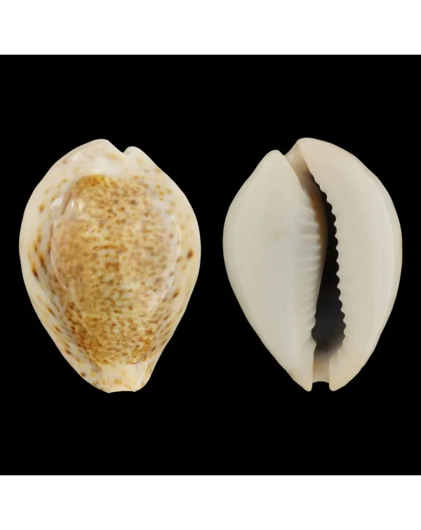 Cypraea Turdus Winkworthi