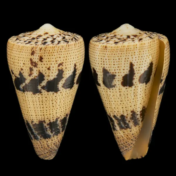 Conus Augur