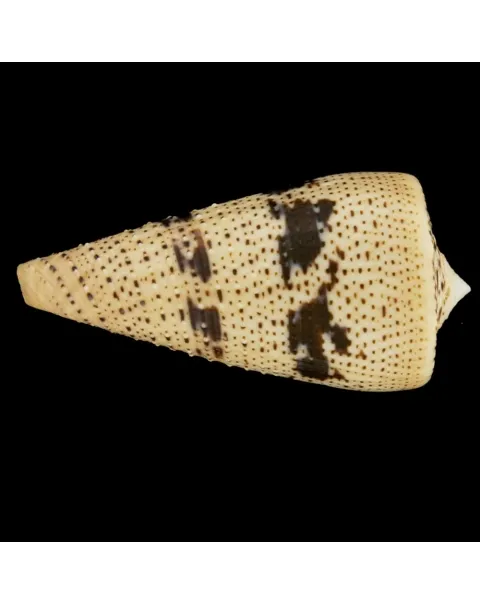 Conus Augur