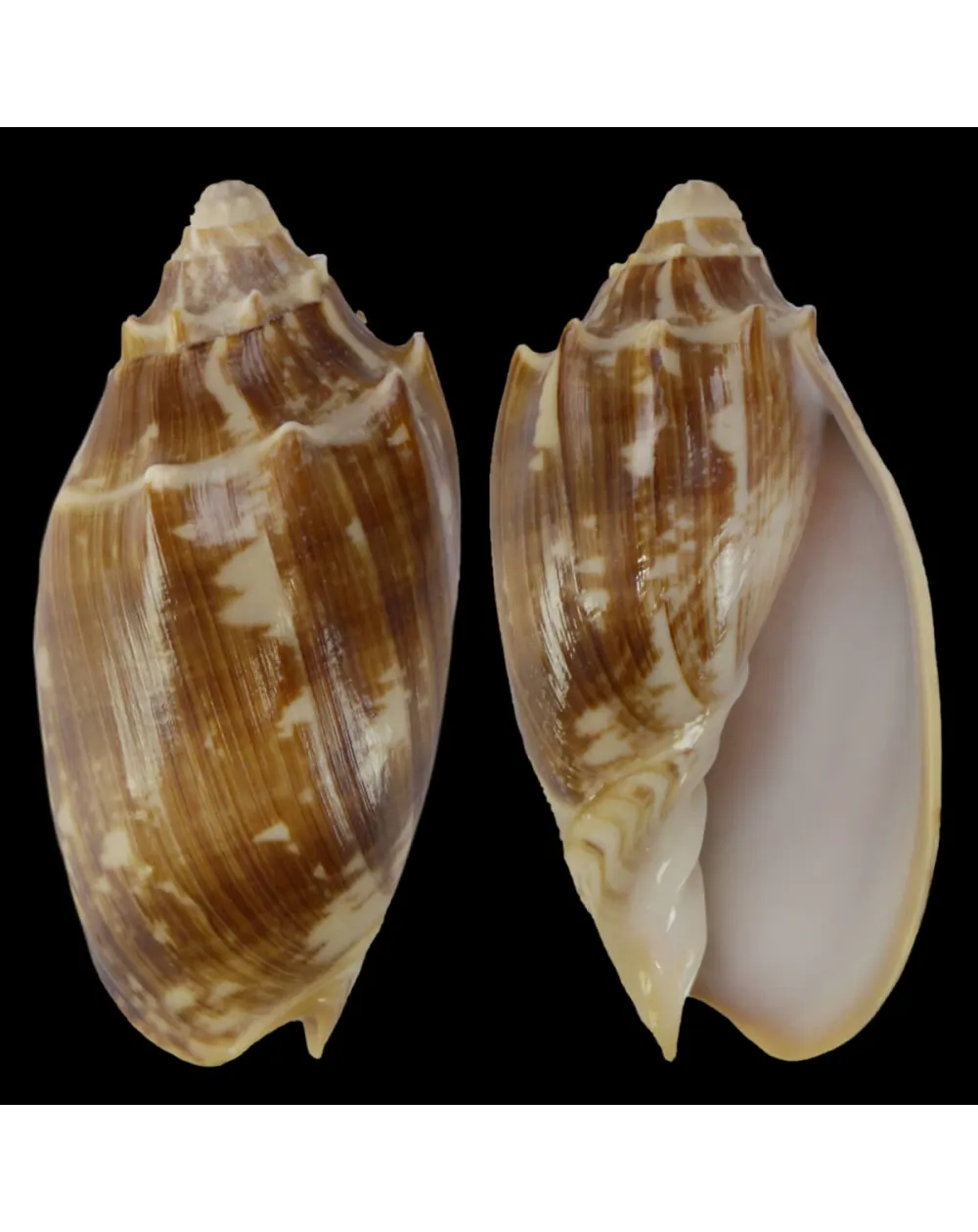 Cymbiola Vespertilio