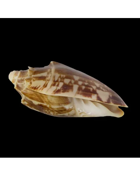 Cymbiola Vespertilio