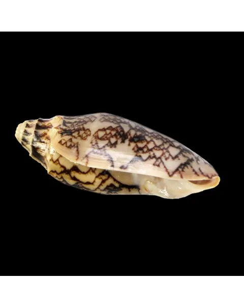 Cymbiola Vespertilio