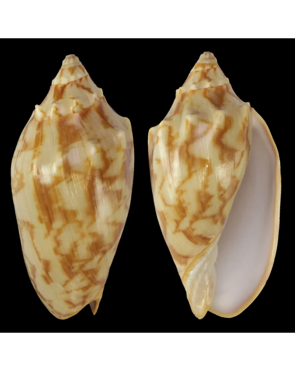 Cymbiola Vespertilio