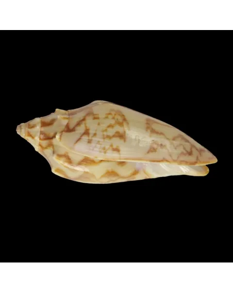 Cymbiola Vespertilio