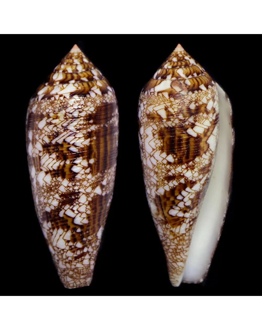 Cylinder Aureus