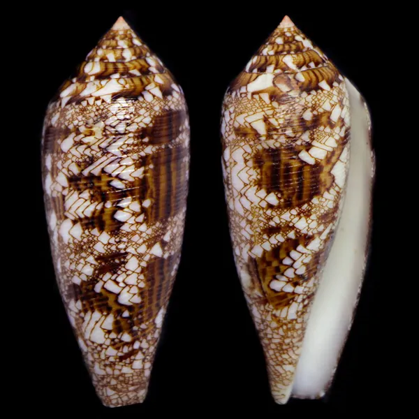 Cylinder Aureus