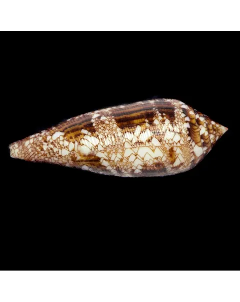 Cylinder Aureus