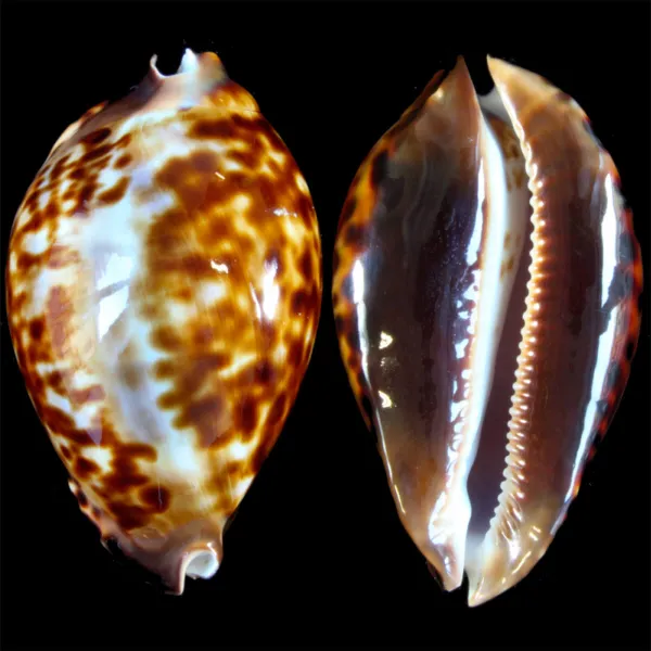 Zoila Friendii Friendii