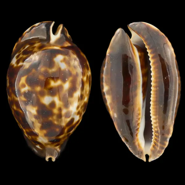 Zoila Friendii