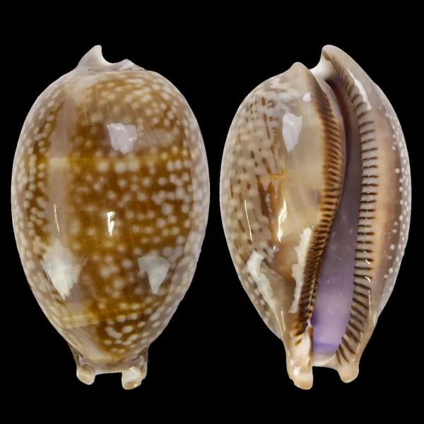 Macrocypraea Zebra 