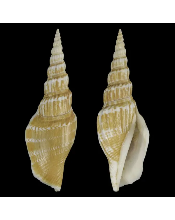 Doxander Vittatus Turritus
