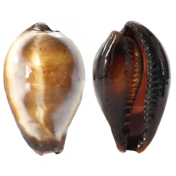 Erronea Onyx