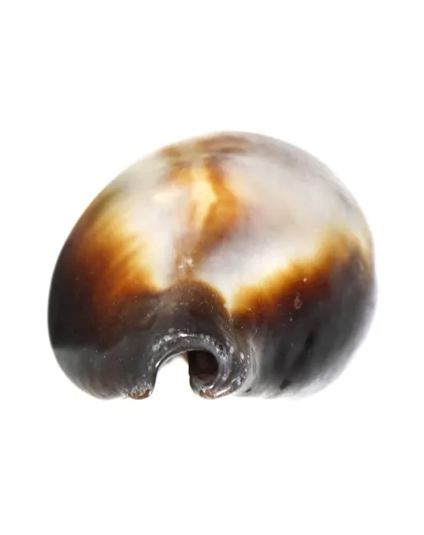 Erronea Onyx