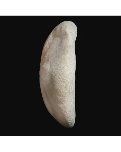 Echinodea Sea Biscuit