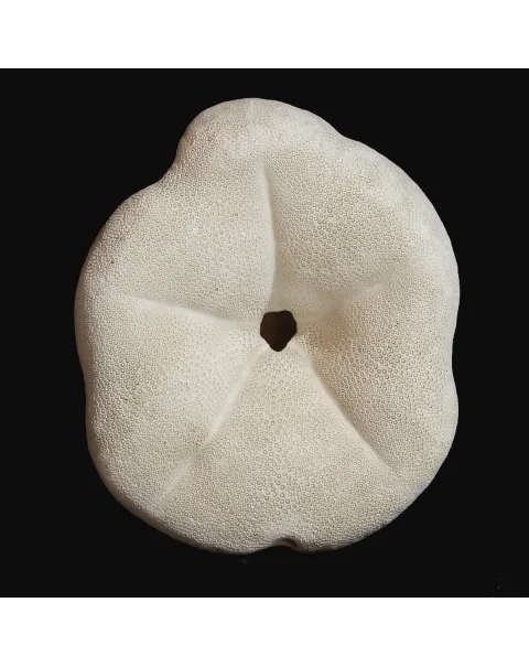 Echinodea Sea Biscuit