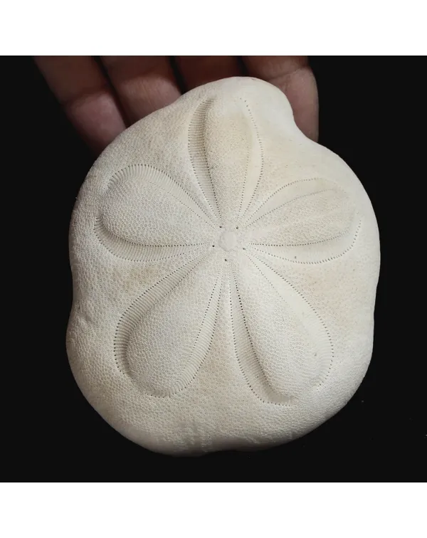 Echinodea Sea Biscuit