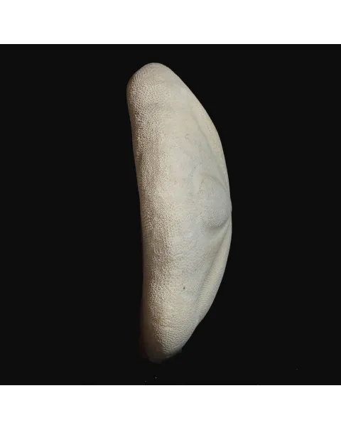 Echinodea Sea Biscuit