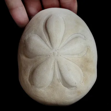 Echinodea Sea Biscuit