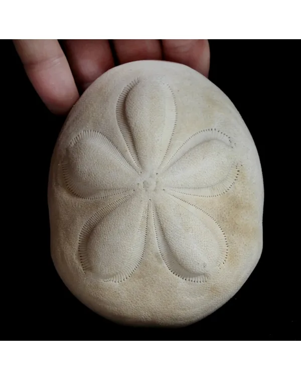Echinodea Sea Biscuit