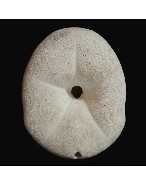 Echinodea Sea Biscuit