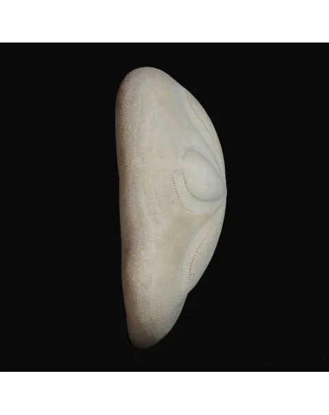 Echinodea Sea Biscuit