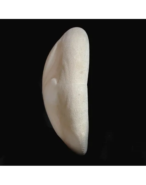 Echinodea Sea Biscuit