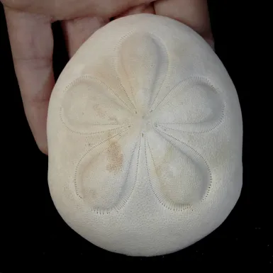 Echinodea Sea Biscuit