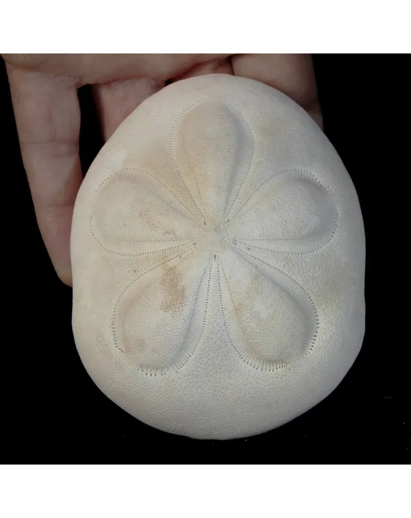 Echinodea Sea Biscuit