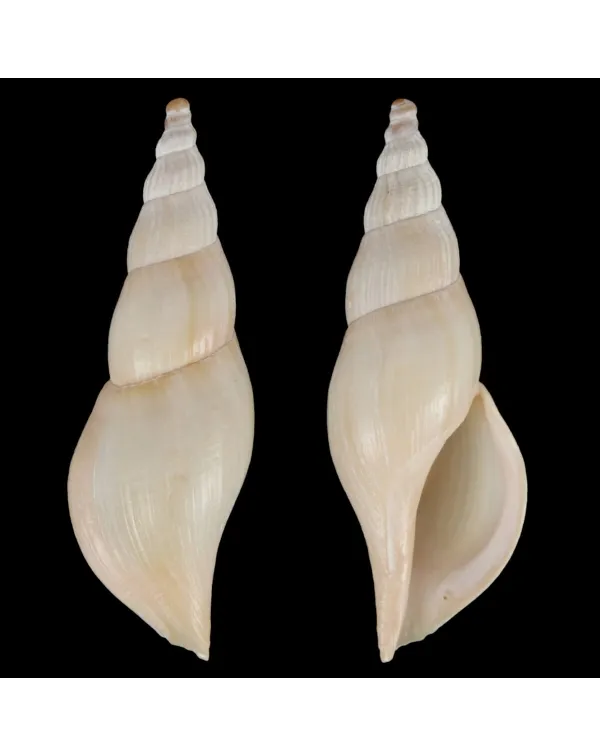 Fusivoluta Barnardi