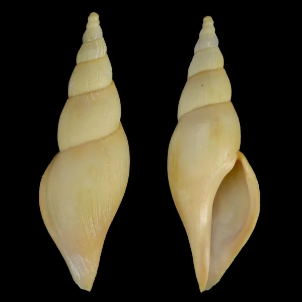 Fusivoluta Barnardi