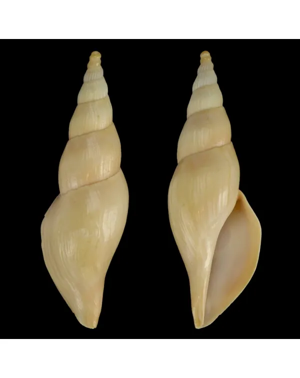 Fusivoluta Barnardi