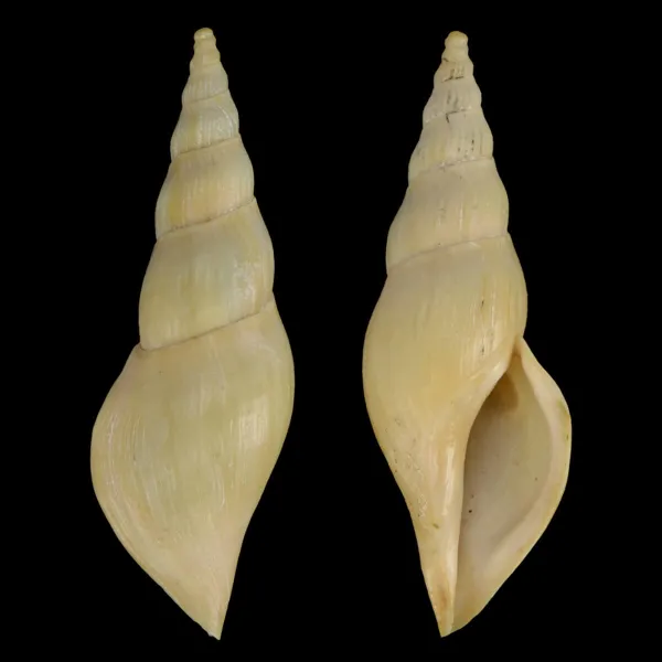 Fusivoluta Barnardi